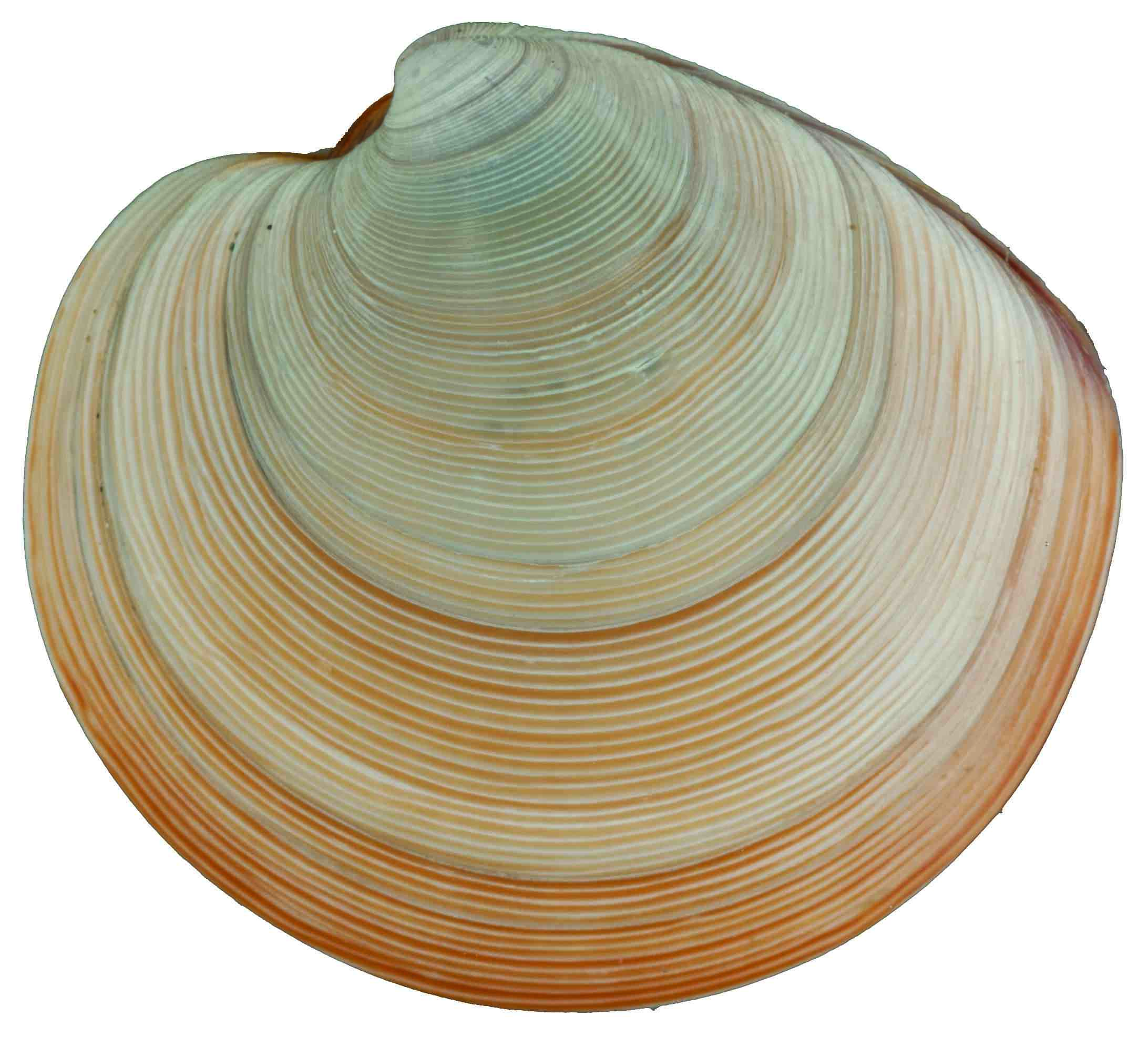 Venus clam - northern